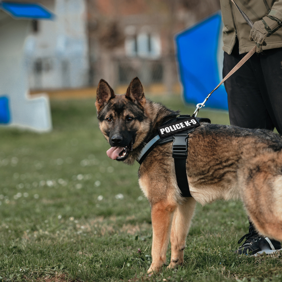 Набір шевронів 3 шт на лупучці Police K-9, вишиті патчі нашивки, фото 11