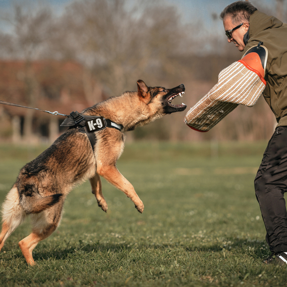 Набір шевронів 3 шт на лупучці Police K-9, вишиті патчі нашивки, фото 12