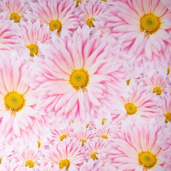 The decorative fabric Freedom tablecloth гербера рожева, фото 2