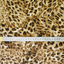 Тканина сатин набивний V-R030384/07 Саванна беж, Анімалістичний, фото 3
